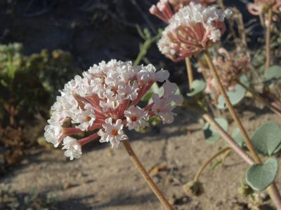 Abronia turbinata, photographed by Jim Morefield