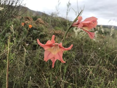Gladiolus liliaceus, photographed by Sam McCarren