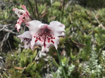 Gladiolus variegatus, photographed by Sam McCarren