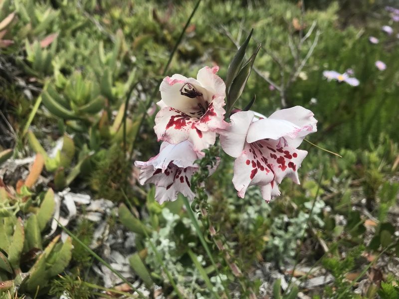 Gladiolus variegatus, photographed by Sam McCarren