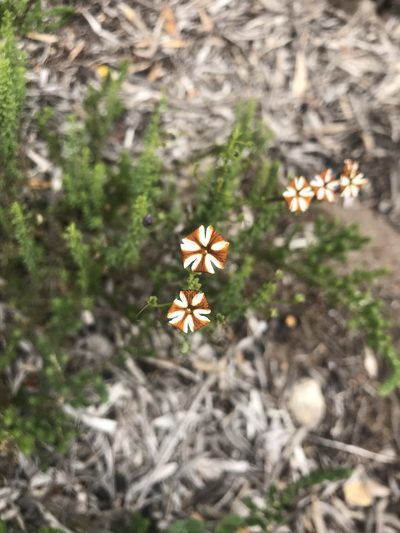 Jamesbrittenia albomarginata, photographed by Sam McCarren