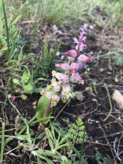 Lachenalia variegata, photographed by Sam McCarren
