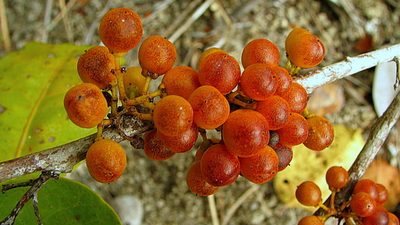 Maytenus obtusifolia, photographed by russiannaturalistbrazil