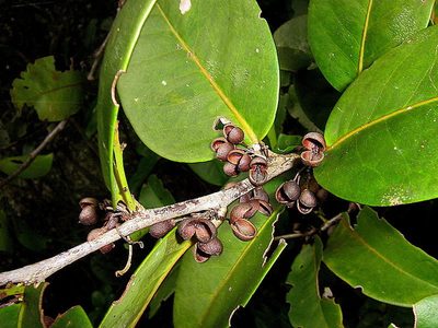 Maytenus obtusifolia, photographed by russiannaturalistbrazil