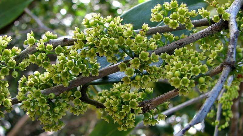 Maytenus obtusifolia, photographed by russiannaturalistbrazil