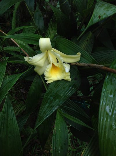 Sobralia xantholeuca, photographed by Victor Engel