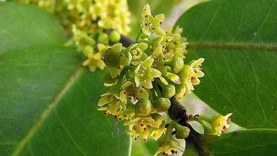 Maytenus obtusifolia, photographed by russiannaturalistbrazil
