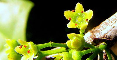 Maytenus obtusifolia, photographed by russiannaturalistbrazil