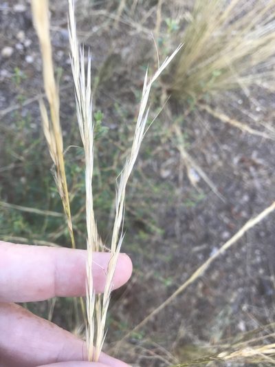 Eriocoma occidentalis, photographed by Alan Weakley