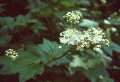 Filipendula occidentalis, photographed by Ed Alverson