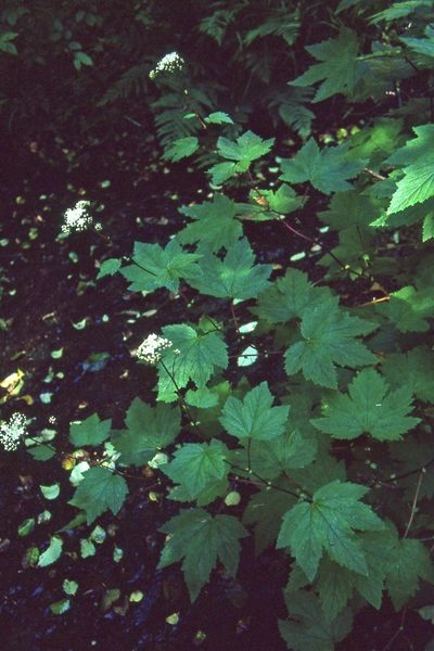Filipendula occidentalis, photographed by Ed Alverson
