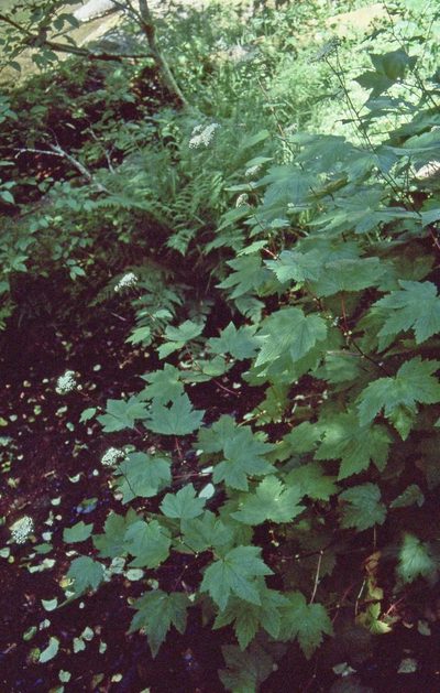 Filipendula occidentalis, photographed by Ed Alverson