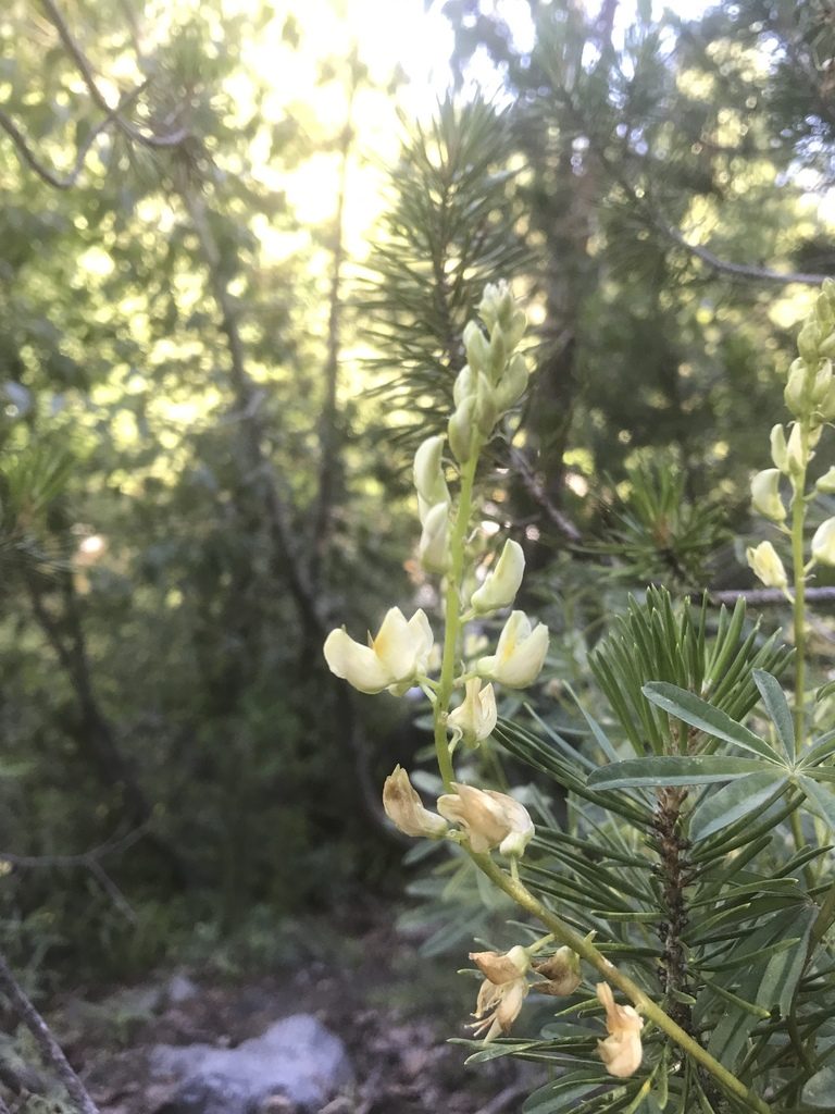 Lupinus angustiflorus, photographed by Alan Weakley