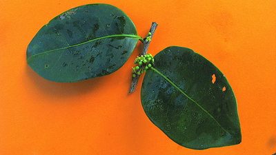 Maytenus obtusifolia, photographed by russiannaturalistbrazil