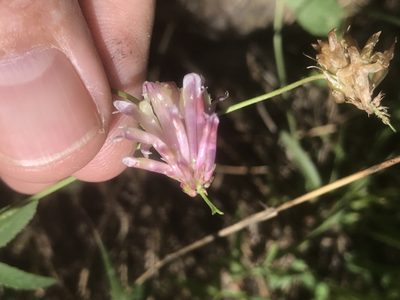 Trifolium productum, photographed by Alan Weakley