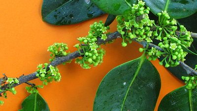 Maytenus obtusifolia, photographed by russiannaturalistbrazil