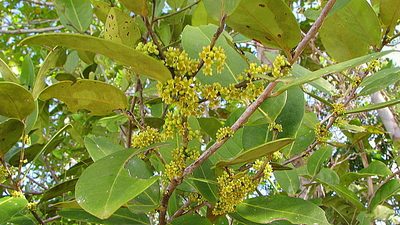 Maytenus obtusifolia, photographed by russiannaturalistbrazil