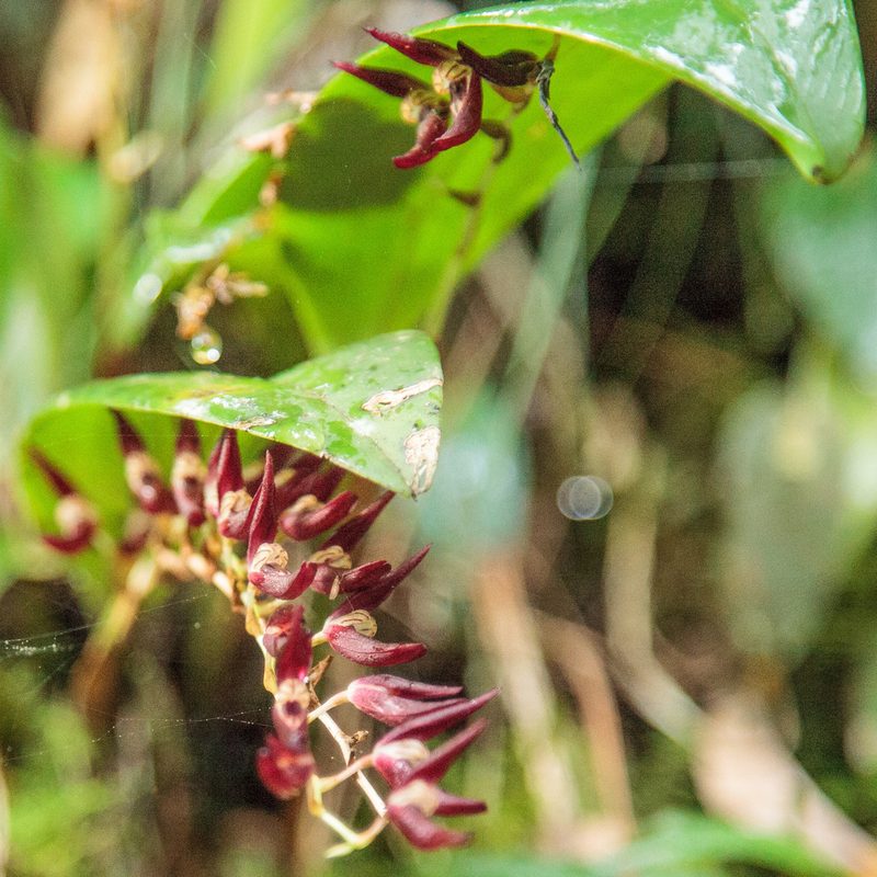 Stelis megachlamys, photographed by Victor Engel