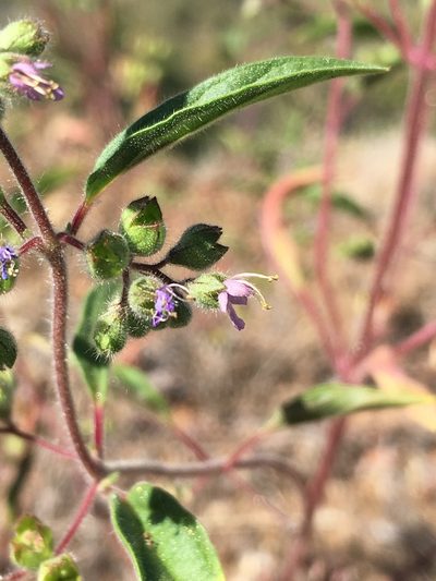Trichostema simulatum, photographed by Matt Berger