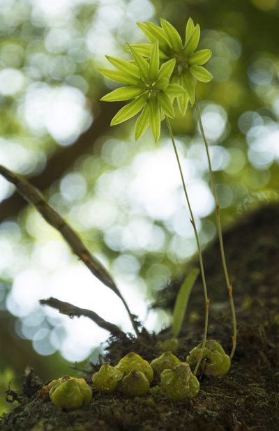 Bulbophyllum fimbriatum, photographed by Siddarth Machado