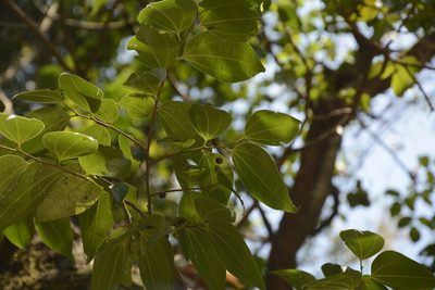 Celtis timorensis, photographed by Siddarth Machado
