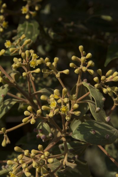 Cinnamomum sulphuratum, photographed by Siddarth Machado