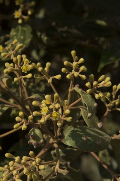 Cinnamomum sulphuratum, photographed by Siddarth Machado