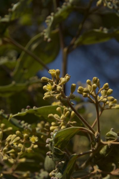 Cinnamomum sulphuratum, photographed by Siddarth Machado