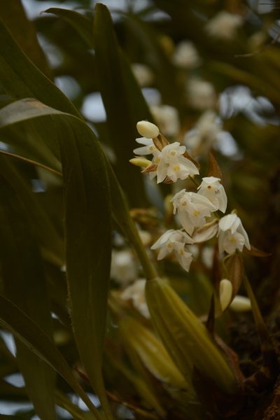 Coelogyne breviscapa, photographed by Siddarth Machado
