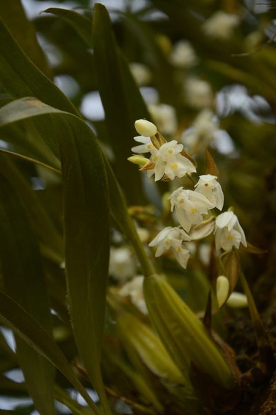 Coelogyne breviscapa, photographed by Siddarth Machado