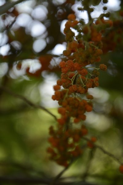 Debregeasia longifolia, photographed by Siddarth Machado