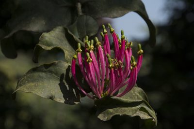 Dendrophthoe falcata, photographed by Siddarth Machado