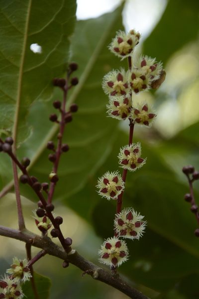 Elaeocarpus variabilis, photographed by Siddarth Machado