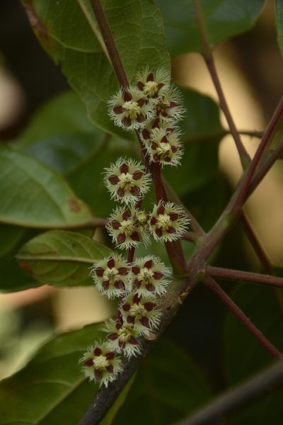 Elaeocarpus variabilis, photographed by Siddarth Machado