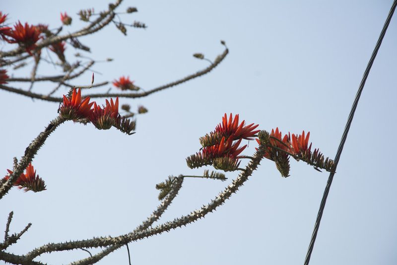 Erythrina stricta, photographed by Siddarth Machado