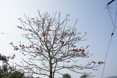 Erythrina stricta, photographed by Siddarth Machado