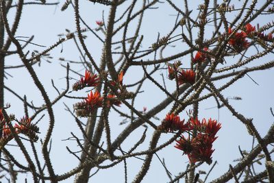 Erythrina stricta, photographed by Siddarth Machado