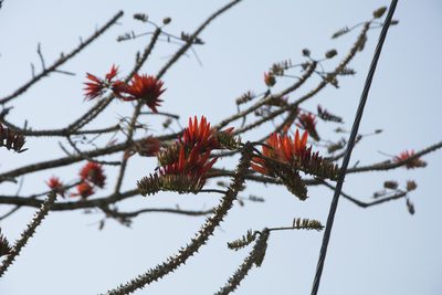Erythrina stricta, photographed by Siddarth Machado