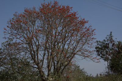 Erythrina suberosa, photographed by Siddarth Machado