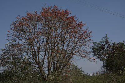 Erythrina suberosa, photographed by Siddarth Machado