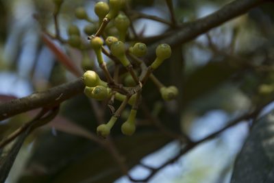 Litsea floribunda, photographed by Siddarth Machado