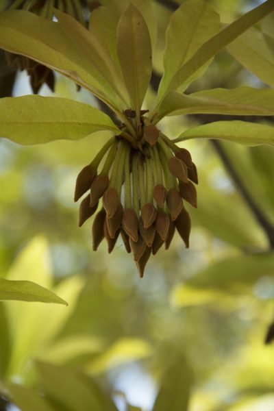 Madhuca longifolia, photographed by Siddarth Machado