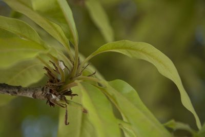 Madhuca longifolia, photographed by Siddarth Machado