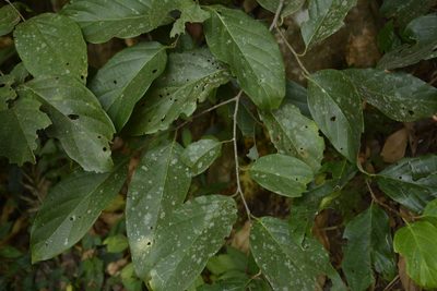 Prunus ceylanica, photographed by Siddarth Machado