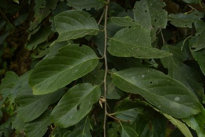 Prunus ceylanica, photographed by Siddarth Machado