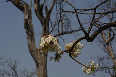 Radermachera xylocarpa, photographed by Siddarth Machado