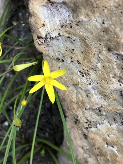 Pauridia maryae, photographed by Dave U