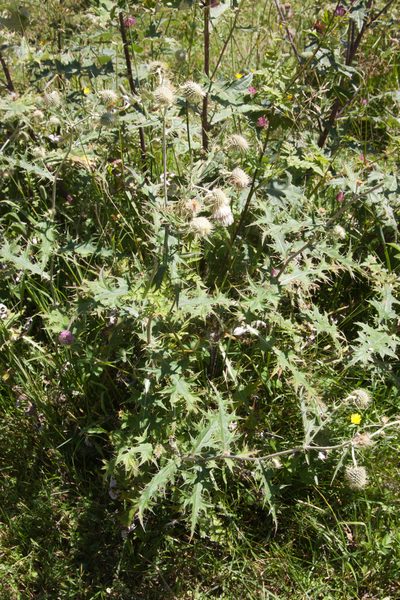 Cirsium chlorocomos, photographed by Екатерина Кропочева