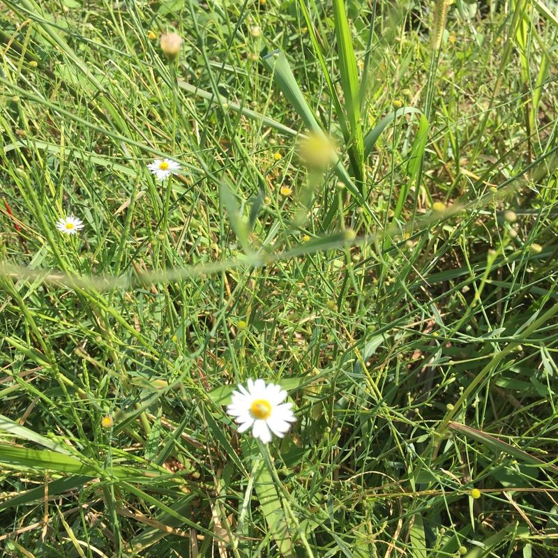 Boltonia diffusa, photographed by Becky Dill