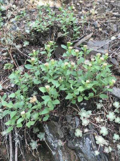 Ageratina shastensis, photographed by Matt Berger
